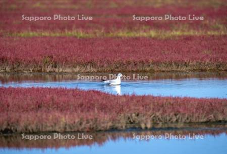 ゆりかもめとサンゴ草
