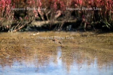 サンゴ草と、トンボ（ナツアカネ）