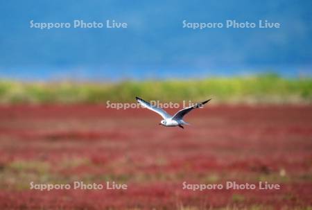 ゆりかもめとサンゴ草
