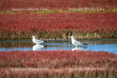 ゆりかもめとサンゴ草