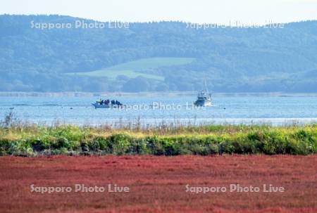 サンゴ草とサケ定置漁