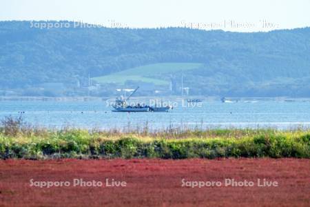 サンゴ草とサケ定置漁