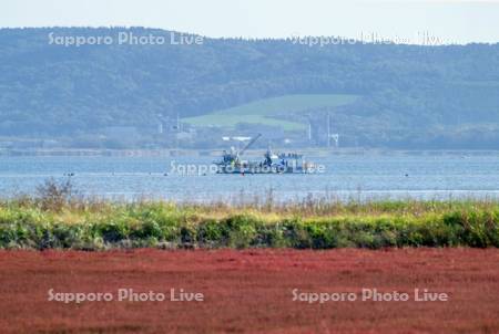 サンゴ草とサケ定置漁