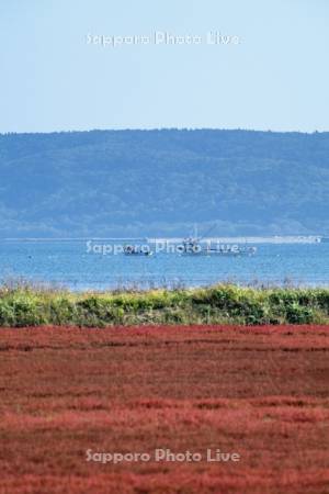 サンゴ草と漁船