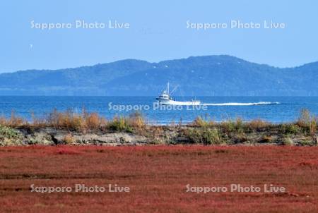 サンゴ草と漁船