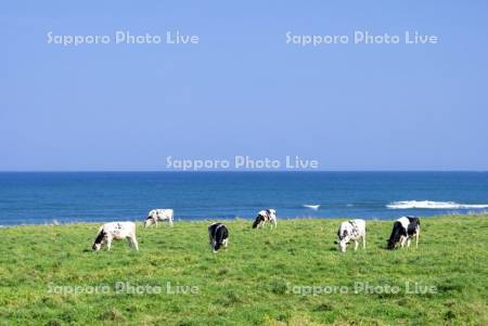 牛の放牧とオホーツク海