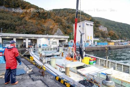 本マグロ水揚げ