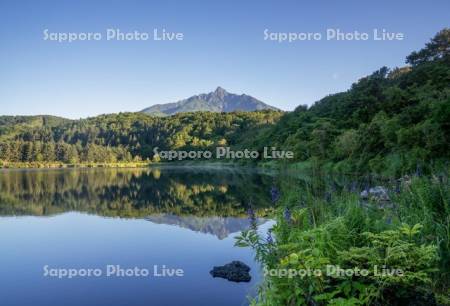 オタトマリ沼と利尻山とサワキキョウ