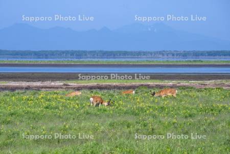エゾシカと野付半島