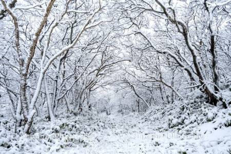 稚咲内海岸砂丘林