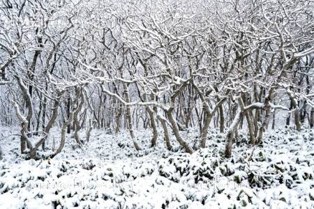 稚咲内海岸砂丘林