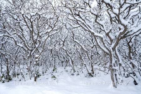 稚咲内海岸砂丘林