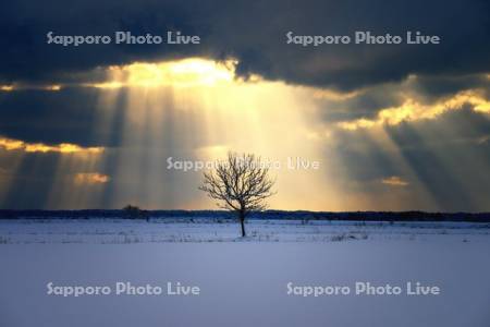 一本の木と光芒