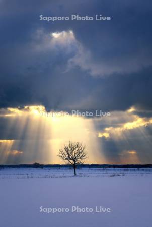一本の木と光芒