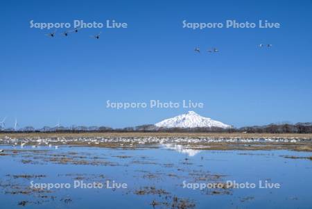 パンケ沼のハクチョウと利尻島
