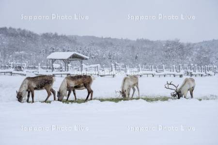トナカイ観光牧場