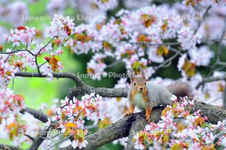 桜とエゾリス