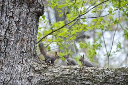 エゾリス　子リス