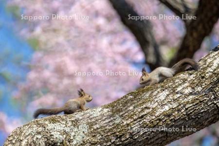 桜とエゾリス