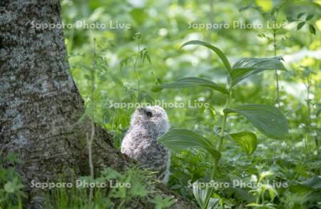 エゾフクロウ幼鳥