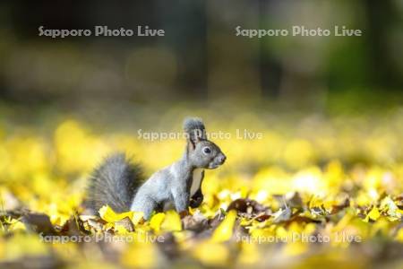 落葉とエゾリス