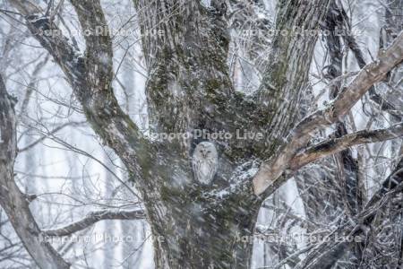 降雪のエゾフクロウ