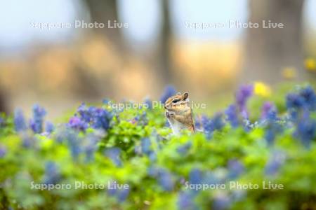 エゾエンゴサクとシマリス