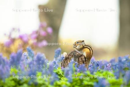 エゾエンゴサクとシマリス