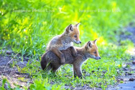 子ぎつねの兄弟