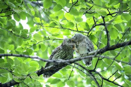 エゾフクロウの親子