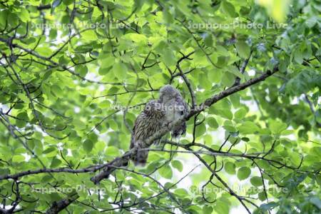 エゾフクロウの親子