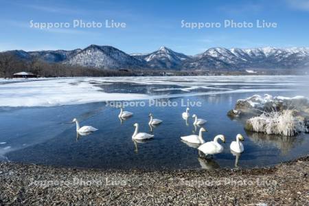 ハクチョウと屈斜路湖