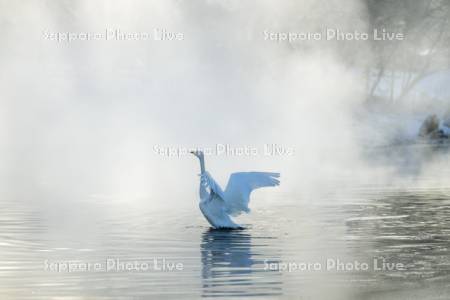 屈斜路湖のハクチョウ