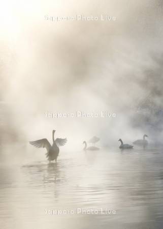 屈斜路湖のハクチョウ