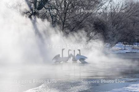 屈斜路湖のハクチョウ