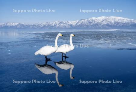 ハクチョウと屈斜路湖