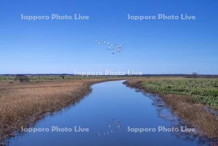 サロベツ原野の川