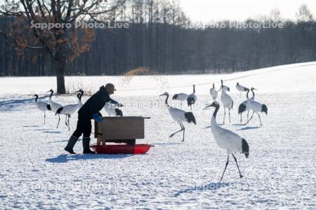 タンチョウの給餌