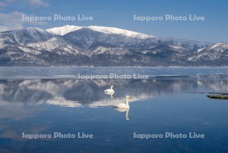 ハクチョウと屈斜路湖