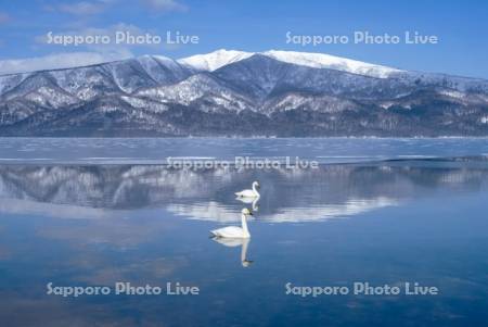 ハクチョウと屈斜路湖