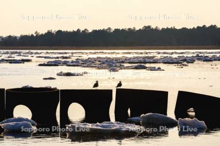 夕景の春国岱の流氷とカモメ