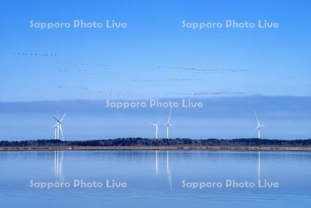 パンケ沼と風力発電とヒシクイ