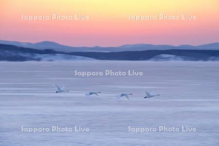 クッチャロ湖のハクチョウ夕景