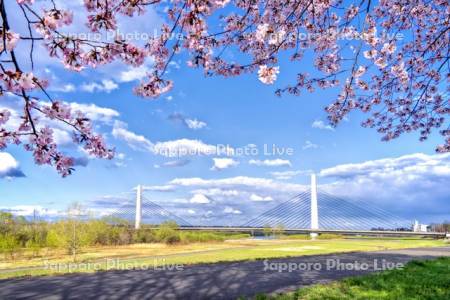 桜と十勝大橋