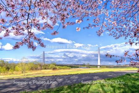 桜と十勝大橋