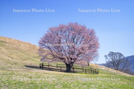 うらかわオバケ桜