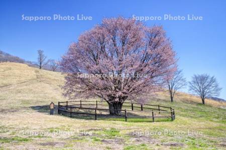 うらかわオバケ桜