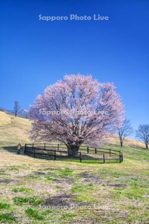うらかわオバケ桜