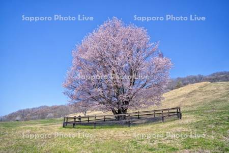 うらかわオバケ桜