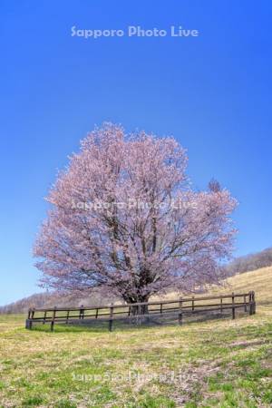 うらかわオバケ桜